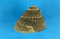 藏品(黑鐘螺)的圖片